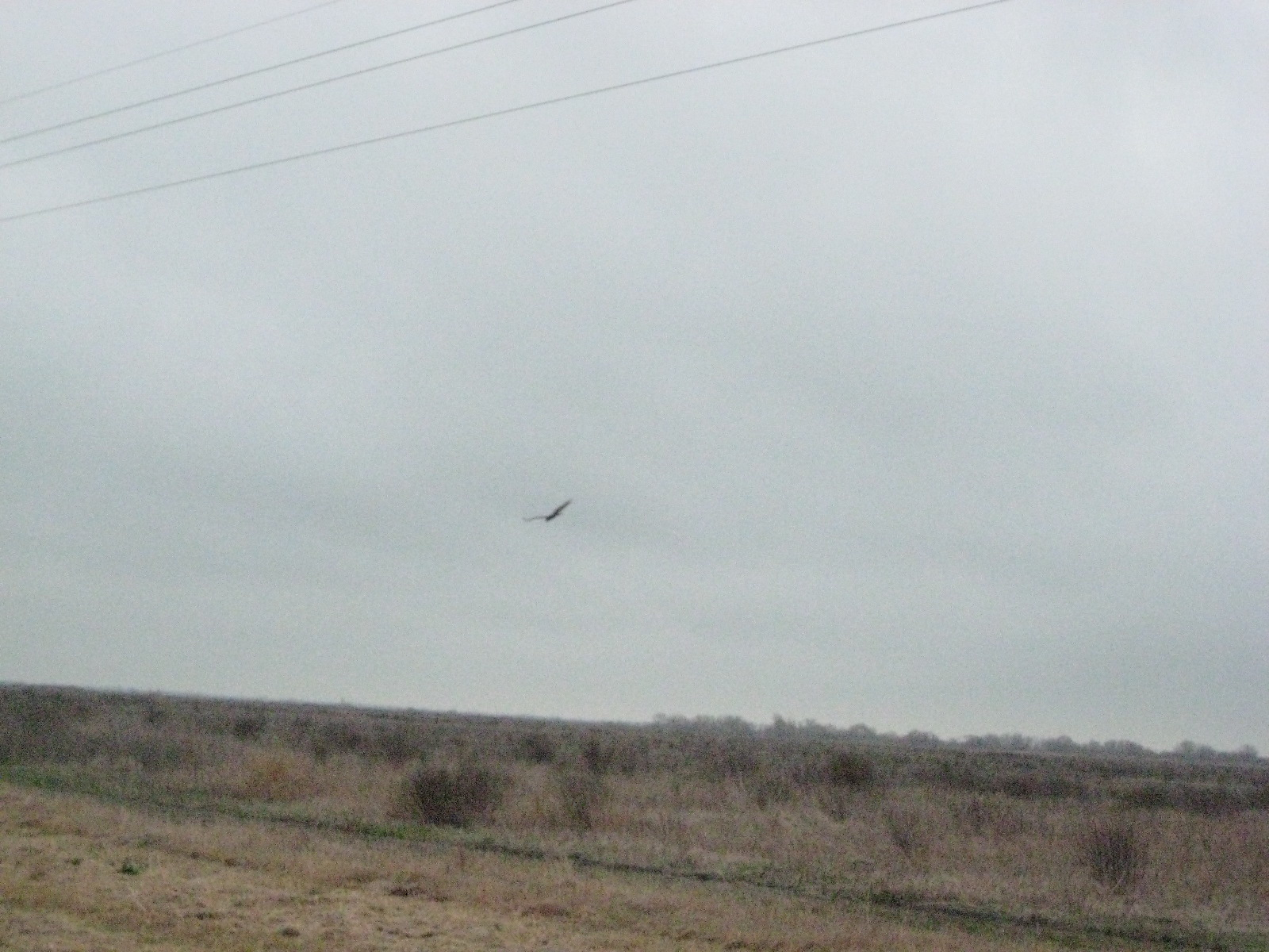 Birds!